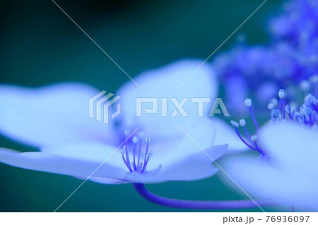 紫陽花 76936097