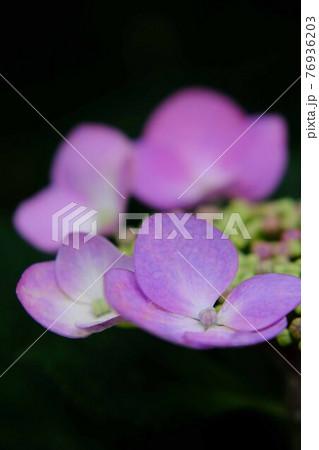 紫陽花 紫陽花 76936203