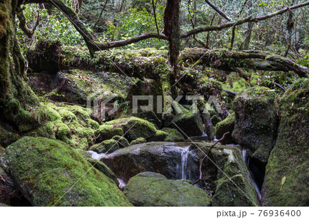 屋久島 白谷雲水峡の太鼓岩往復コース 屋久島 白谷雲水峡の太鼓岩往復コース 76936400