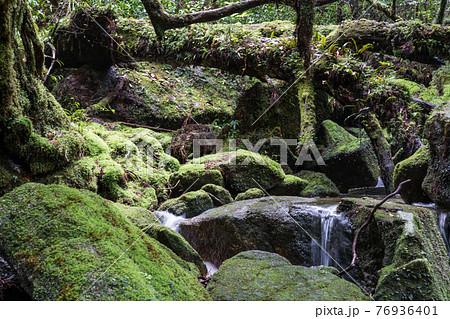 屋久島　白谷雲水峡の太鼓岩往復コース 76936401