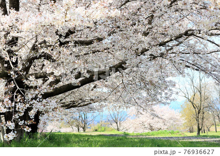大きな桜の木 大きな桜の木 76936627