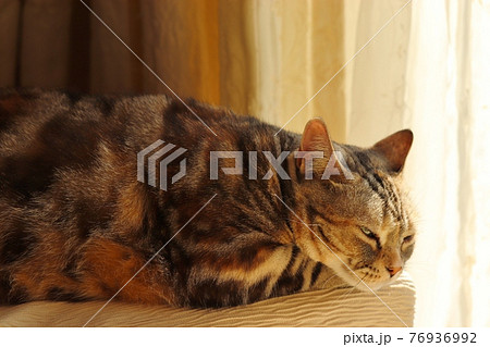リラックス顔で昼寝する猫アメリカンショートヘアシルバーパッチドタビー 76936992