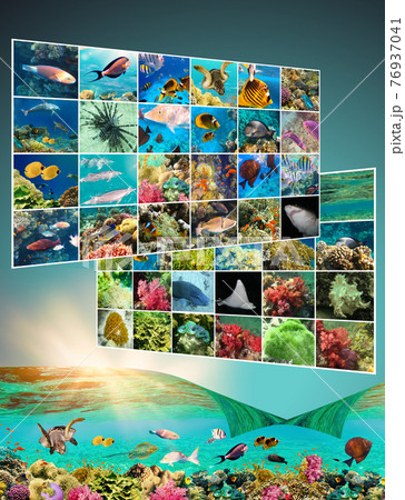 Underwater world. Coral fishes of Red sea. 76937041