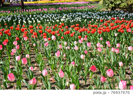 横浜公園のチューリップ 横浜公園のチューリップ 76937070