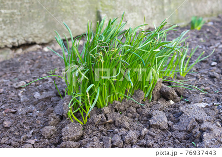 the first green sprouts of seedling plants from the seeds in the ground 76937443