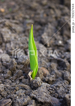 the first green sprouts of seedling plants from the seeds in the ground the first green sprouts of seedling plants from the seeds in the ground 76937444
