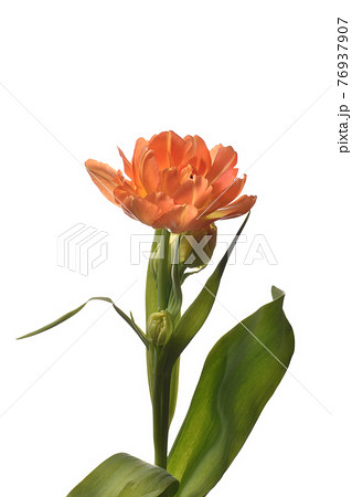 チュウリップ チュウリップ 76937907