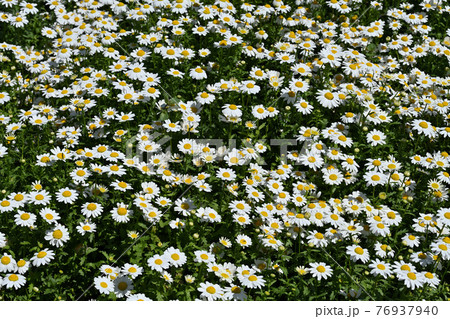 ノースポール 76937940