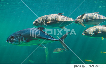 Live Jacks or Trevallies fish swimming. 76938032