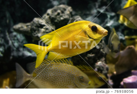 Live Java rabbit fish in water. Live Java rabbit fish in water. 76938056