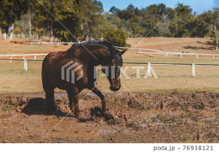 Black horse in the muddy of the farm. Black horse in the muddy of the farm. 76938121