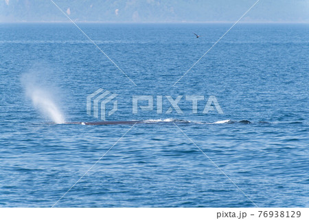 知床のマッコウクジラ 知床のマッコウクジラ 76938129