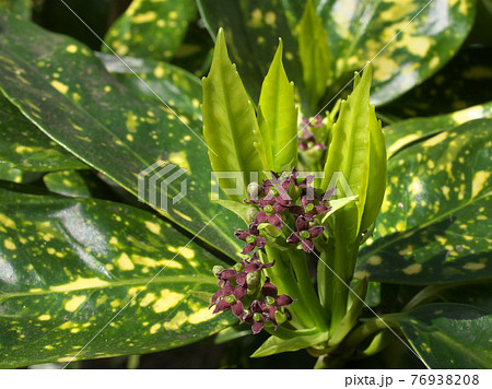 アオキの園芸品種「フイリアオキ（斑入青木）」の雌花と若葉 76938208