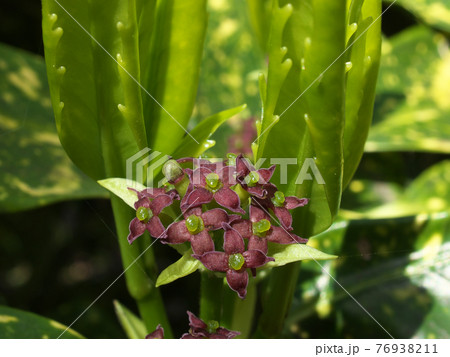 アオキの園芸品種「フイリアオキ（斑入青木）」の雌花 76938211