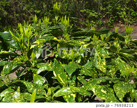 春の息吹　若葉がスクスク伸びているフイリアオキ（斑入青木） 76938213