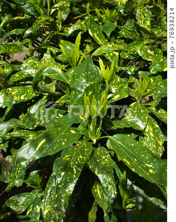 春の息吹　若葉がスクスク育っているフイリアオキ（斑入青木） 76938214