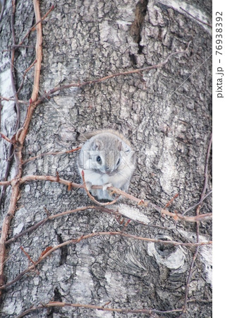 モモンガ　縦11 76938392