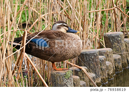 眠るカルガモ 76938619