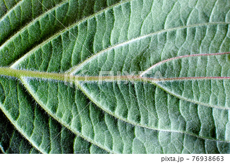 ハナミズキの葉の写真素材