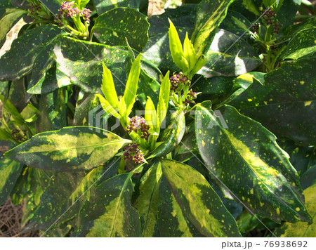 葉の模様が特徴的なフイリアオキ（斑入青木）　雌花と若葉も綺麗です 76938692