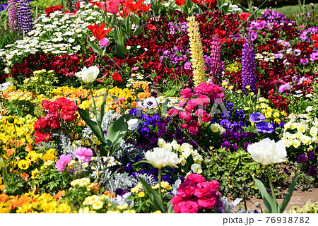 カラフルな春の花が咲く山下公園の花壇の写真素材