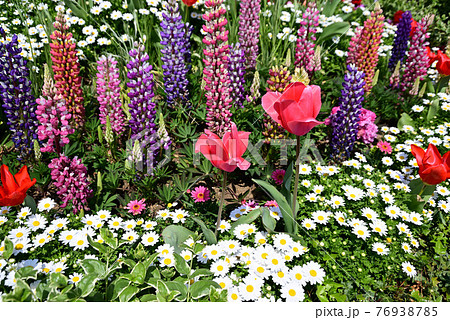 カラフルな春の花が咲く山下公園の花壇の写真素材