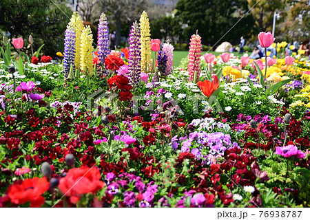 カラフルな春の花が咲く山下公園の花壇の写真素材