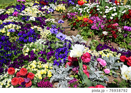 カラフルな春の花が咲く山下公園の花壇の写真素材