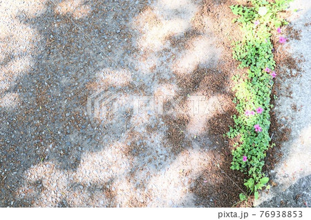 木漏れ日の中で 76938853