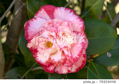 ピンクの椿 76939446