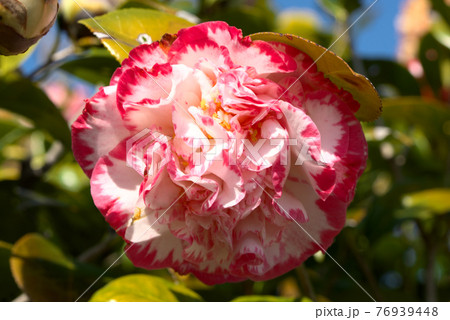 ピンクの椿 76939448