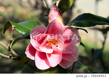 ピンクの椿 76939451