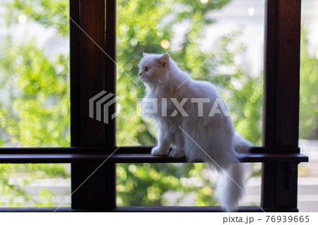 窓枠に座り様子を伺う白い猫 窓枠に座り様子を伺う白い猫 76939665