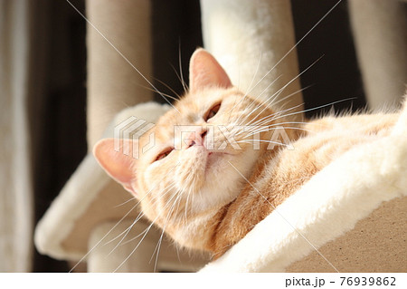 どや顔で見下ろす猫アメリカンショートヘアレッドタビー 76939862