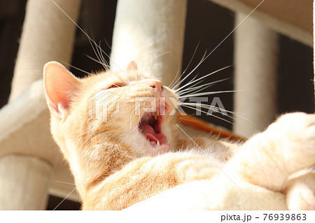 びっくり顔で口を開ける猫アメリカンショートヘアレッドタビーの写真素材