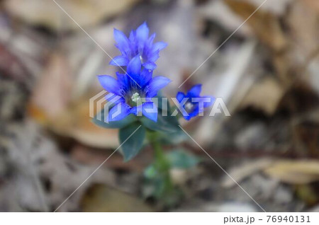 道端の花 76940131
