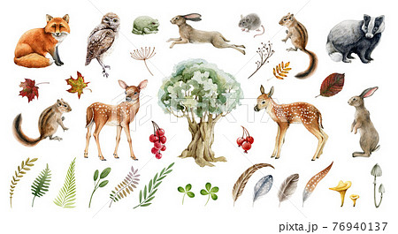 Forest wild animal big set. Watercolor illustration. Fox badger rabbit deer and chipmunk. Bunny, owl bird, toad, feather, leaf. Natural element collection. Realistic woodland set on white background 76940137