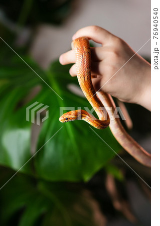 Exotic Pet Corn Snake Exotic Pet Corn Snake 76940540