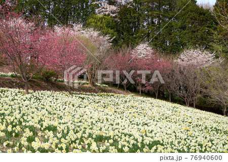 宇都宮　豊郷　まほろばの郷　里山 76940600