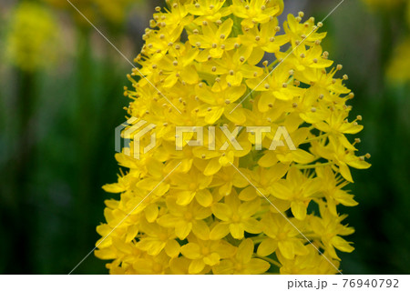 ブルビネラ　キャッツテール 76940792