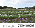 コスモス　花畑　10月　秋 76940926