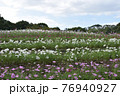 コスモス　花畑　10月　秋 76940927