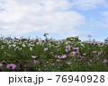 コスモス　花畑　10月　秋 76940928
