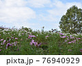 コスモス　花畑　10月　秋 76940929