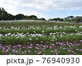 コスモス　花畑　10月　秋 76940930