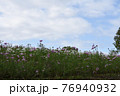 コスモス　花畑　10月　秋 76940932