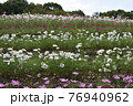 コスモス　花畑　10月　秋 76940962