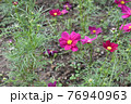 コスモス　花畑　10月　秋 76940963
