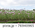 コスモス　花畑　10月　秋 76940965