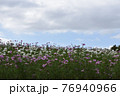 コスモス　花畑　10月　秋 76940966